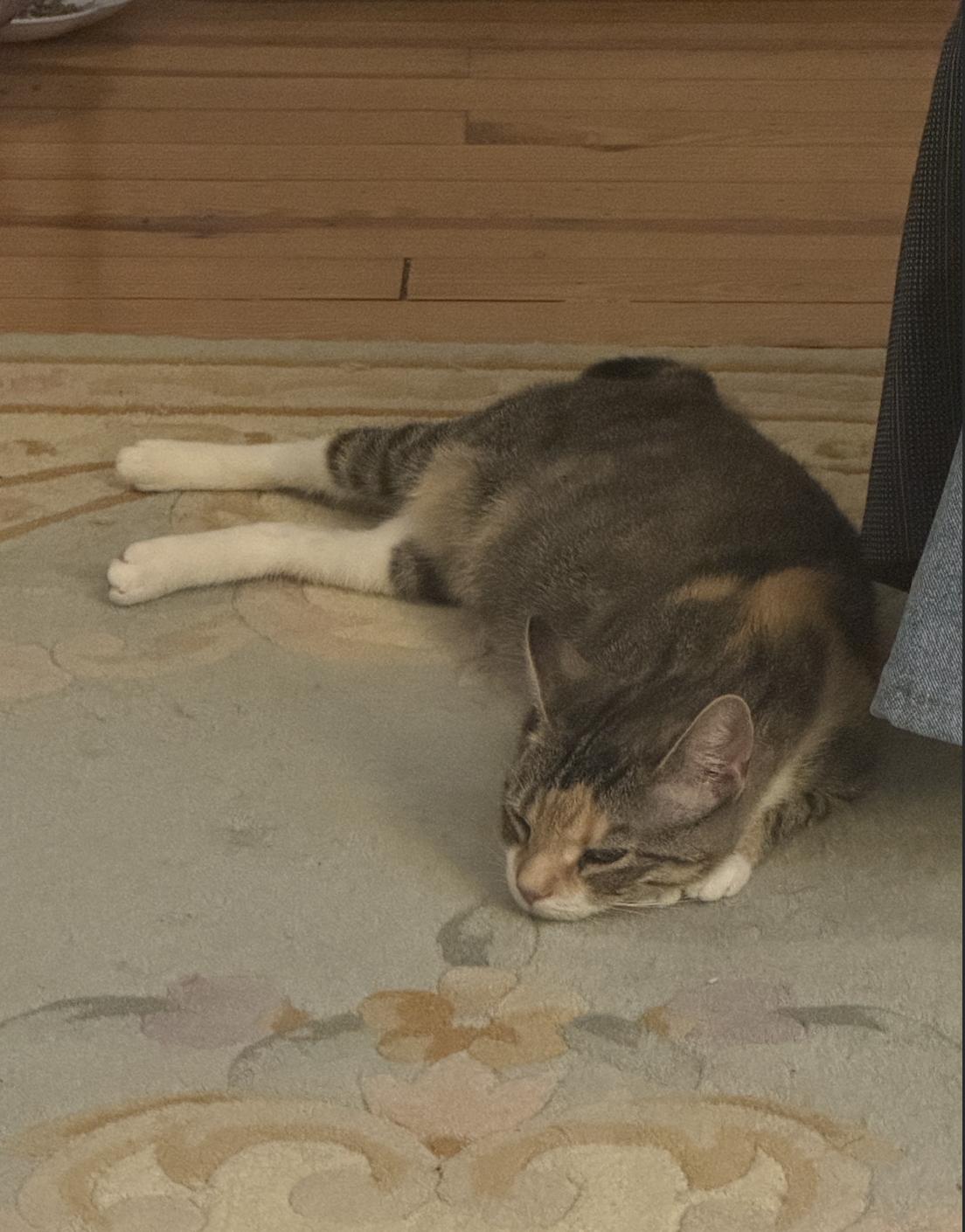 Loretta, a Adoptable mixed breed in Philadelphia, PA image 4/6