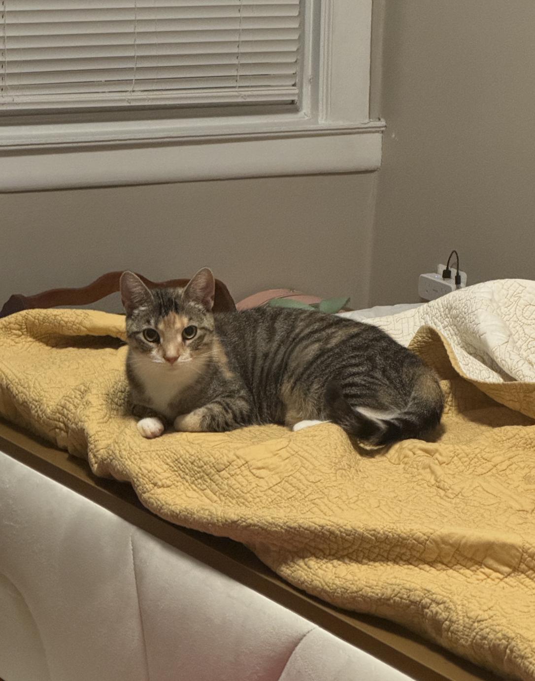 Loretta, a Adoptable mixed breed in Philadelphia, PA image 5/6