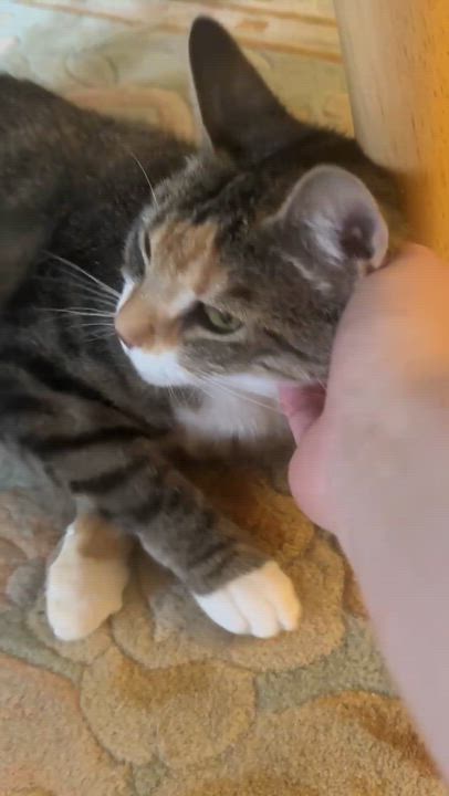 Enlarge Loretta, a Adoptable mixed breed in Philadelphia, PA video 6/6