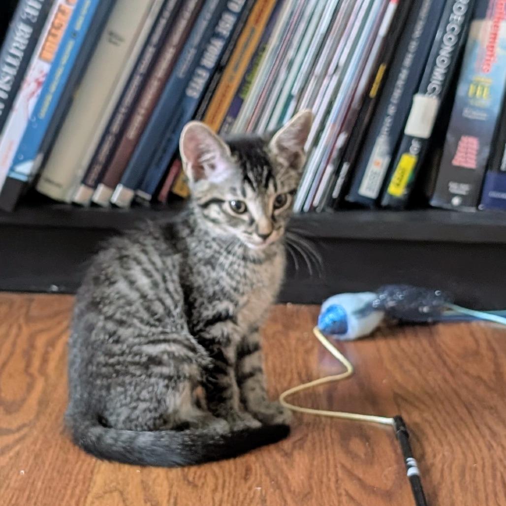 Enlarge Twist, a Adoptable Domestic Short Hair in Commerce City, CO image 6/6