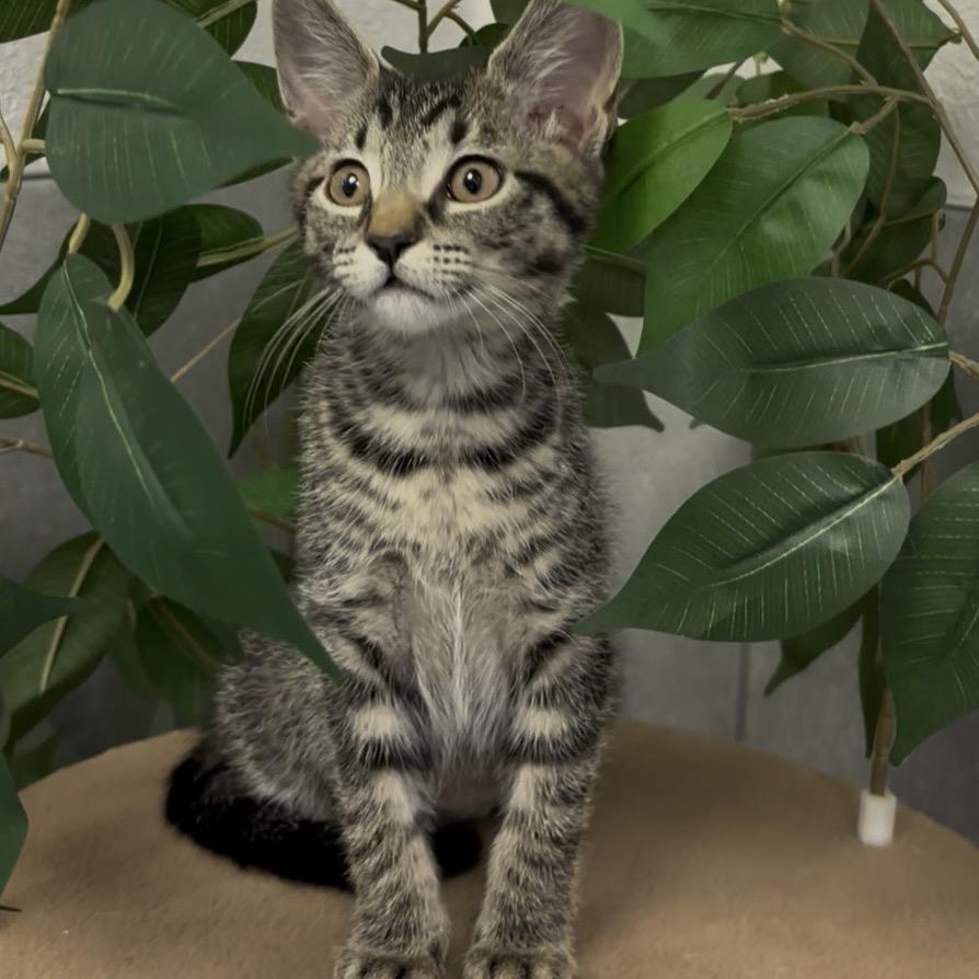 Enlarge Twist, a Adoptable Domestic Short Hair in Commerce City, CO image 2/6
