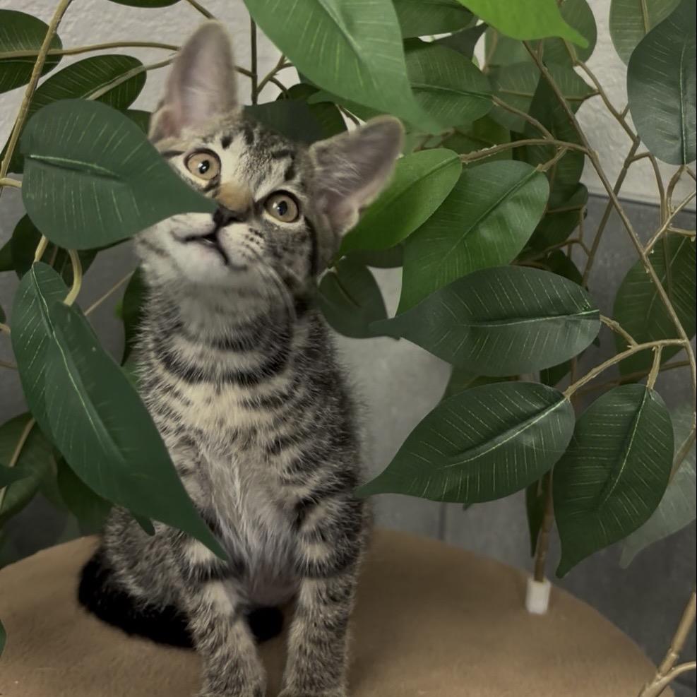 Enlarge Twist, a Adoptable Domestic Short Hair in Commerce City, CO image 3/6