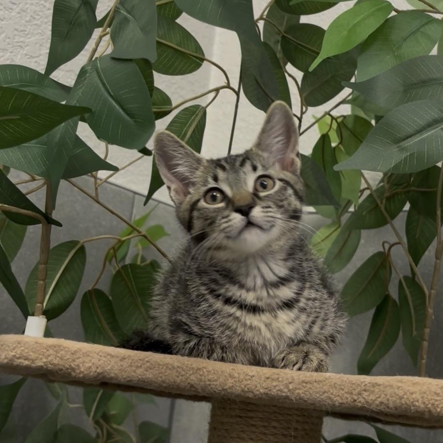 Enlarge Twist, a Adoptable Domestic Short Hair in Commerce City, CO image 4/6