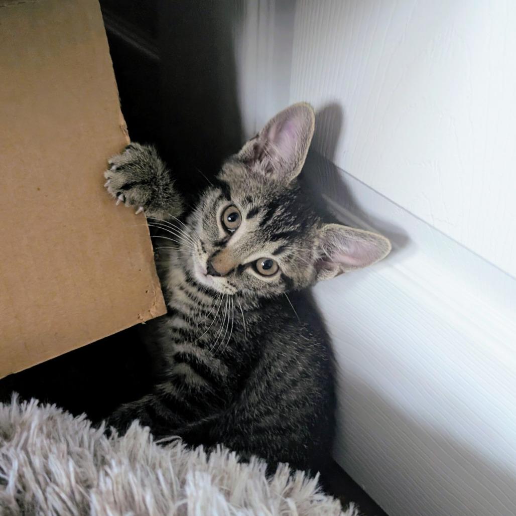 Twist, Adoptable, Kitten Female Domestic Short Hair.