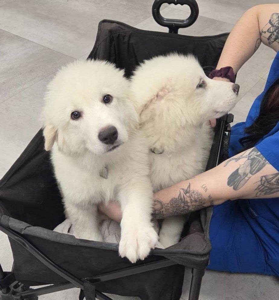 Aspen, Adoptable, Puppy Male Great Pyrenees.