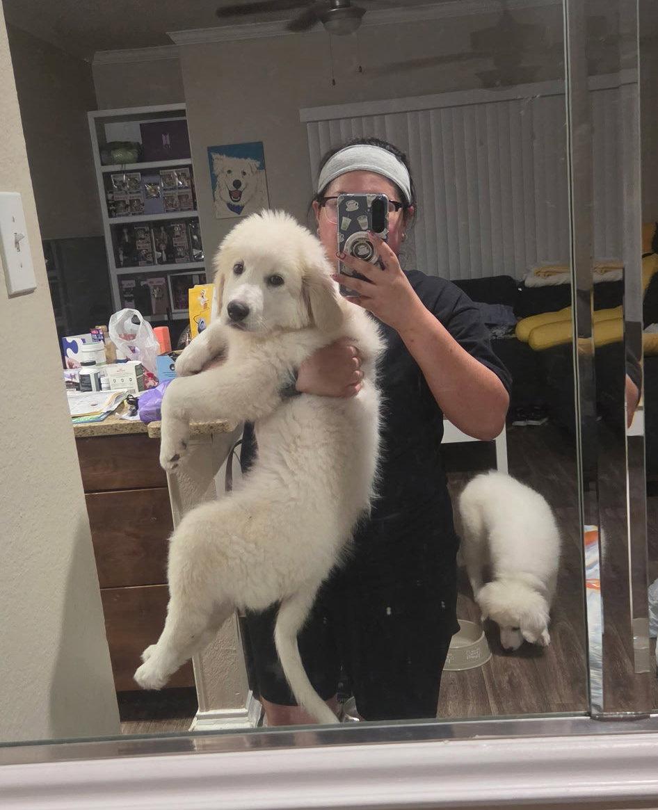 Enlarge Aspen, a Adoptable Great Pyrenees in Garland, TX image 2/3