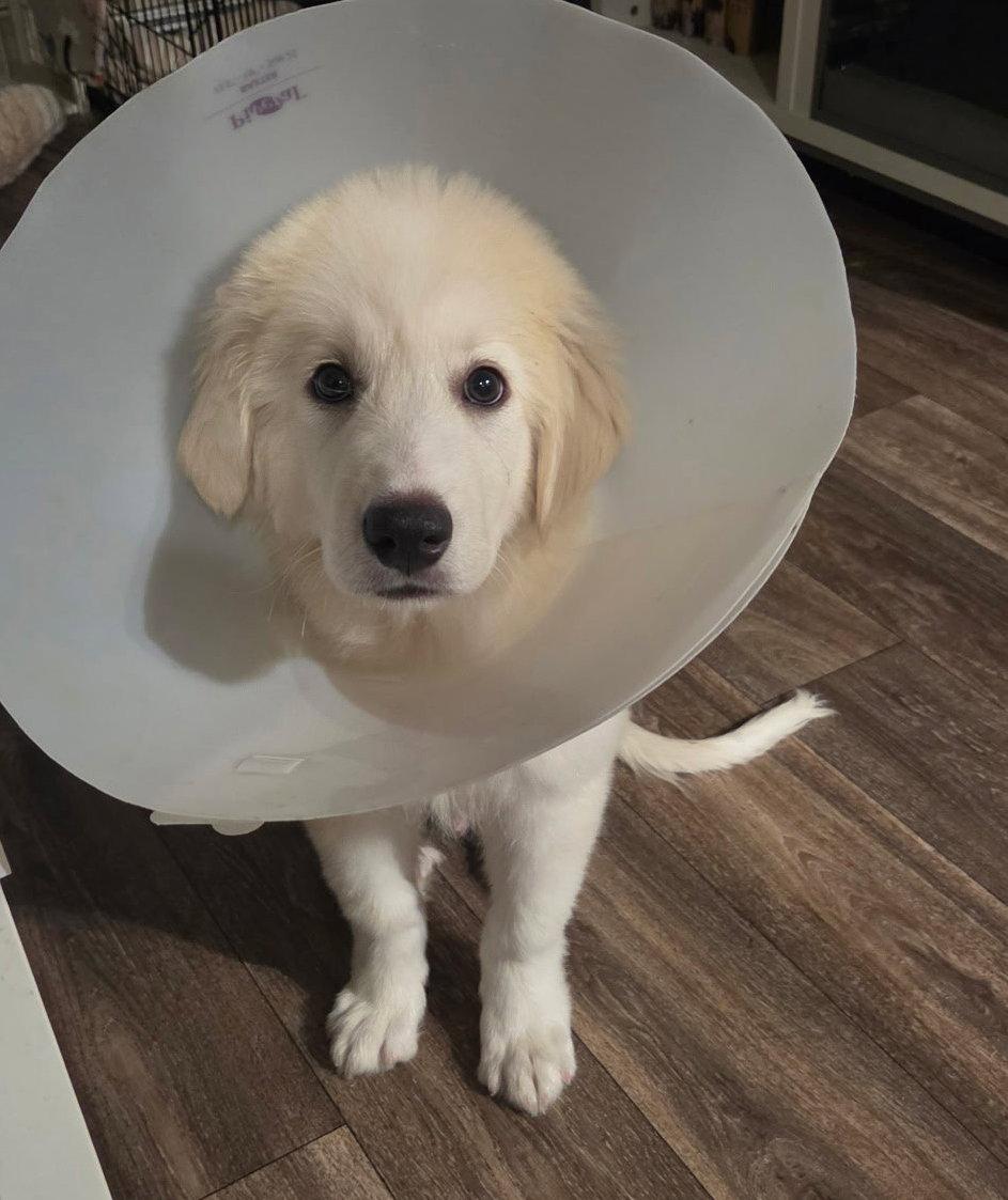 Enlarge Aspen, a Adoptable Great Pyrenees in Garland, TX image 3/3