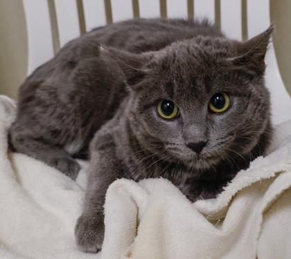 Enlarge Dusty 2, a Adoptable mixed breed in Baraboo, WI image 2/3