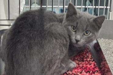 Enlarge Dusty 2, a Adoptable mixed breed in Baraboo, WI image 3/3