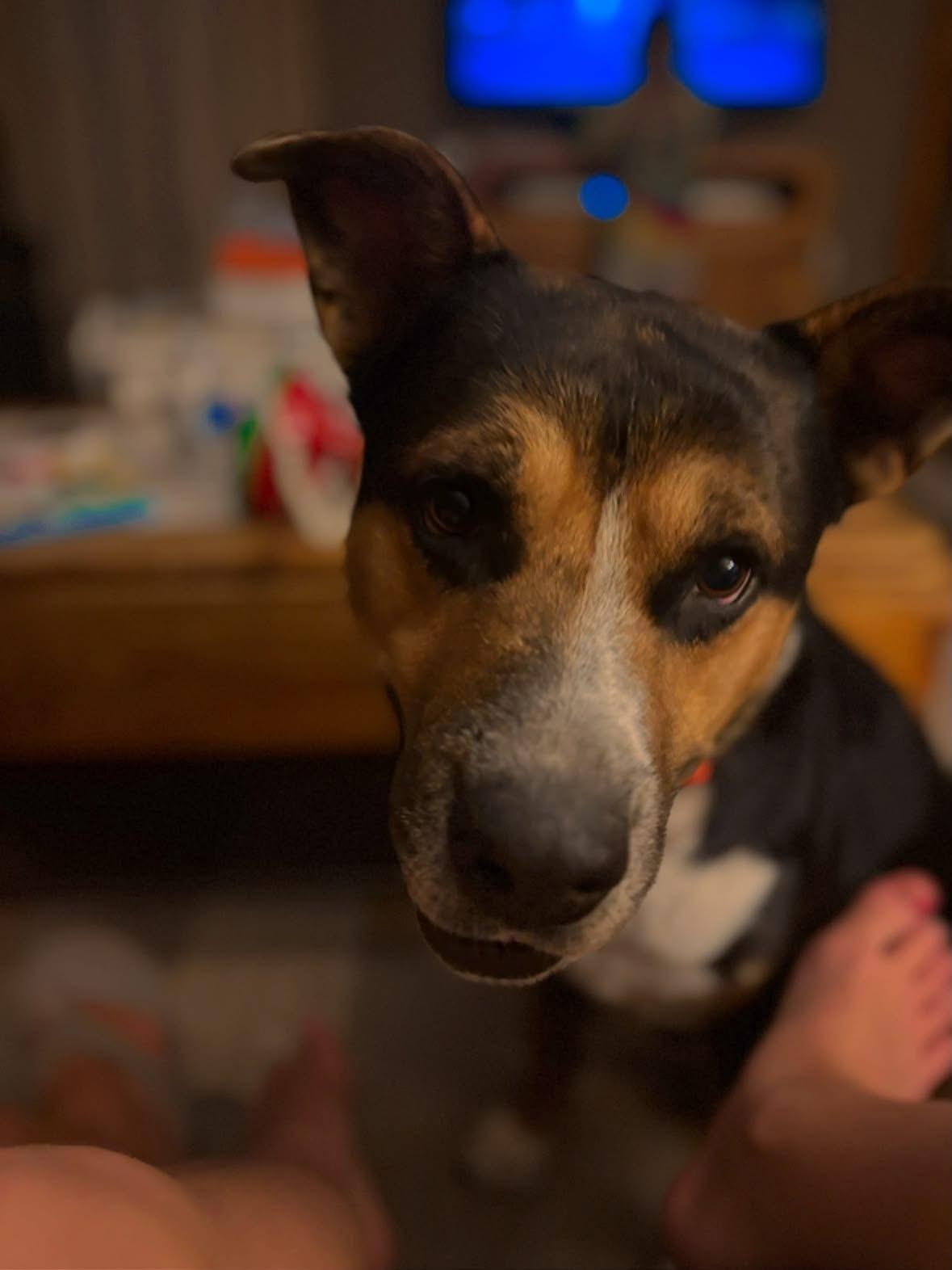 Enlarge Foo, a Adoptable mixed breed in Melbourne, AR image 2/2