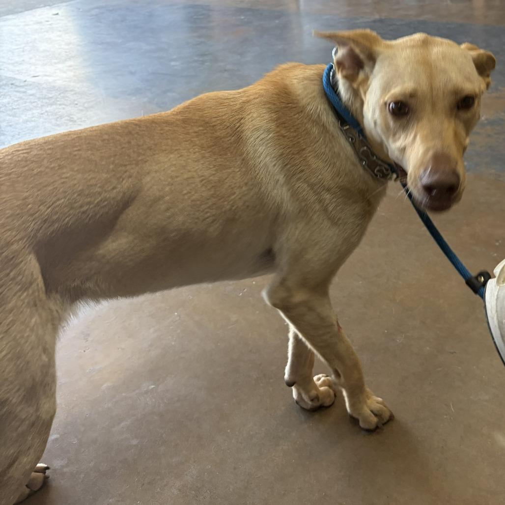 Blondie, a Adoptable mixed breed in Denison, TX image 1/6
