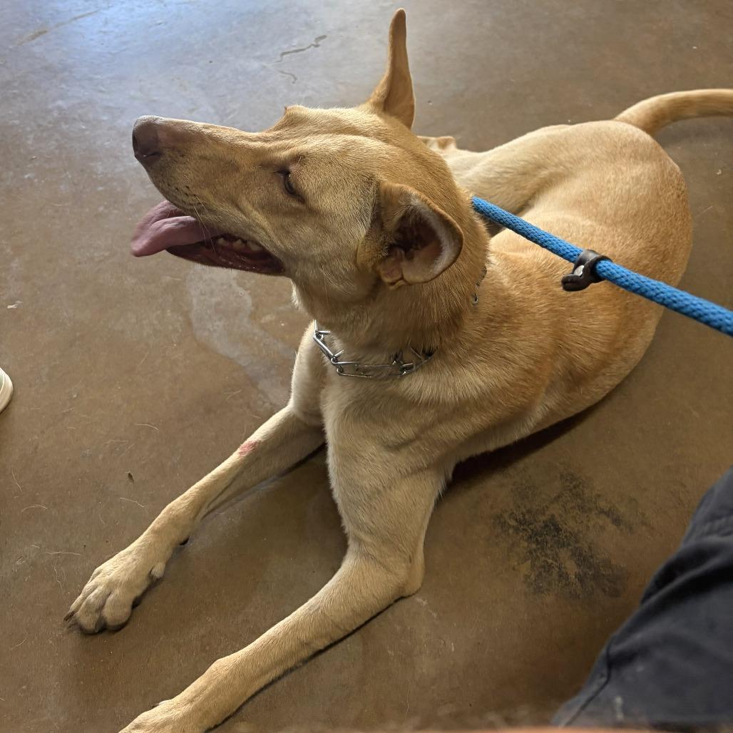 Blondie, a Adoptable mixed breed in Denison, TX image 5/6