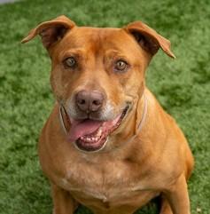 Enlarge HENNESSY, a Adoptable Pit Bull Terrier in Ojai, CA image 1/1