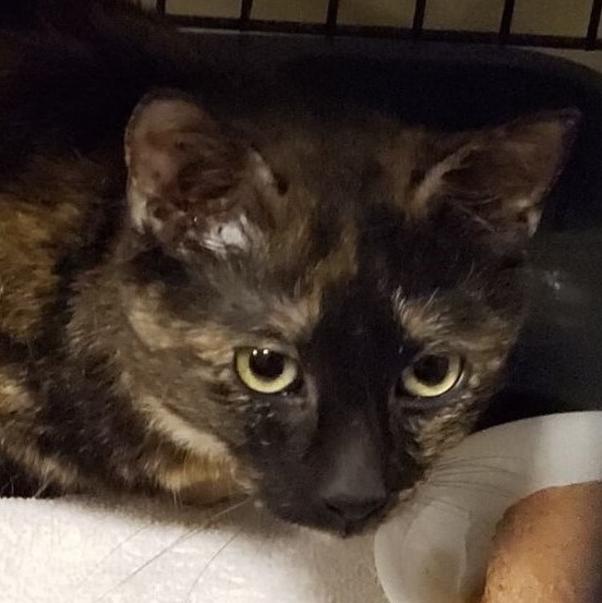 Enlarge Violet, a Adoptable mixed breed in Hawley, PA image 1/4