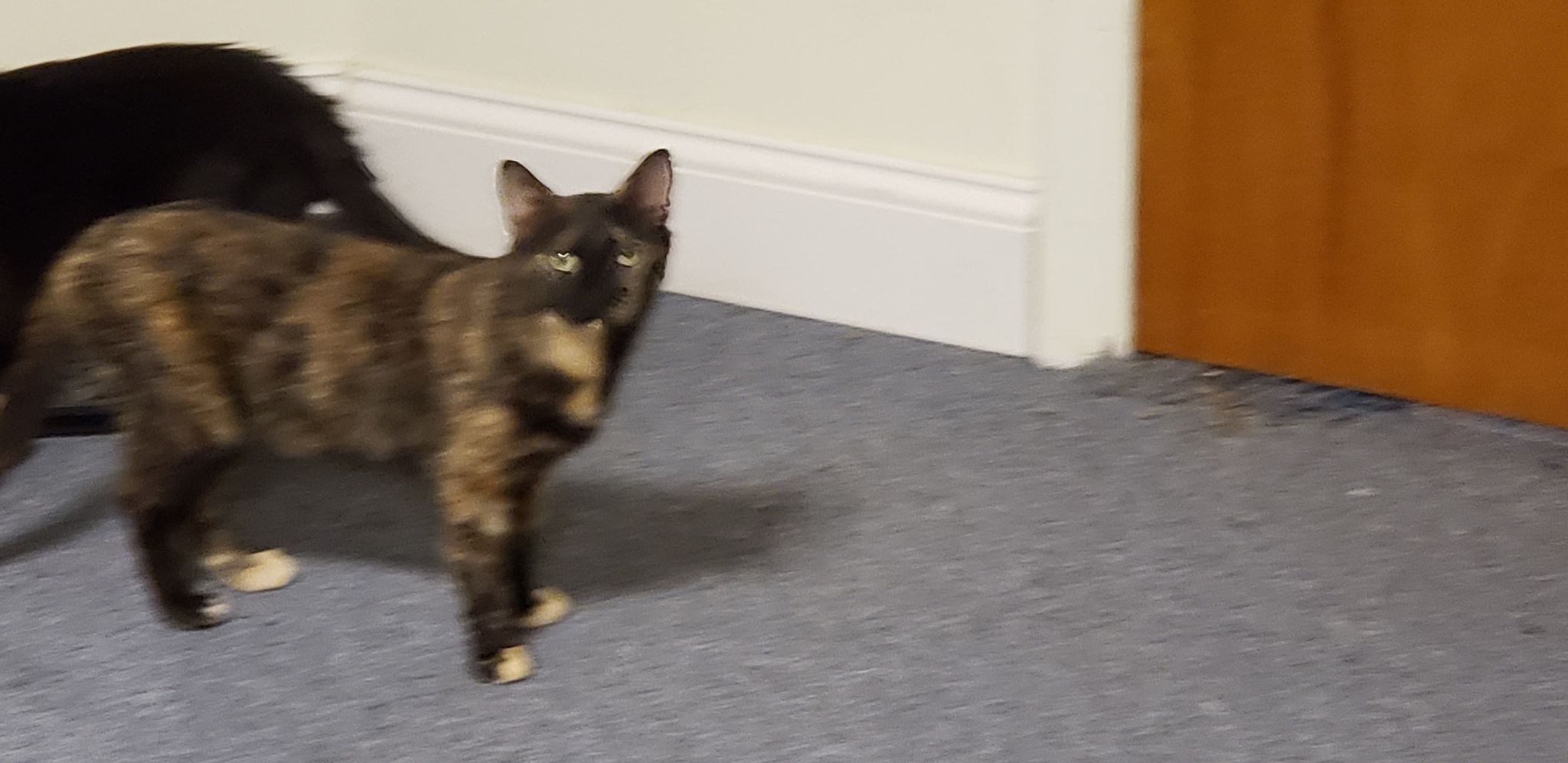 Enlarge Violet, a Adoptable mixed breed in Hawley, PA image 2/4