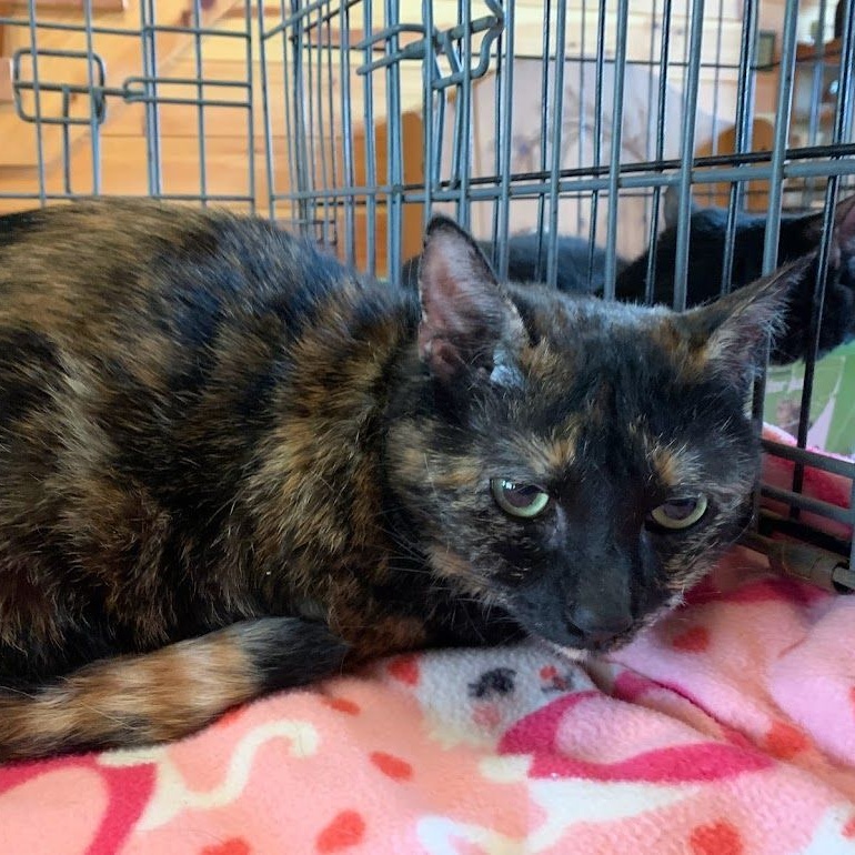 Enlarge Violet, a Adoptable mixed breed in Hawley, PA image 3/4