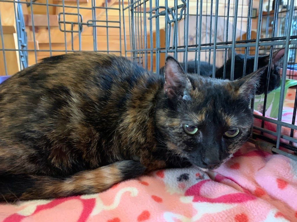 Enlarge Violet, a Adoptable mixed breed in Hawley, PA image 3/4