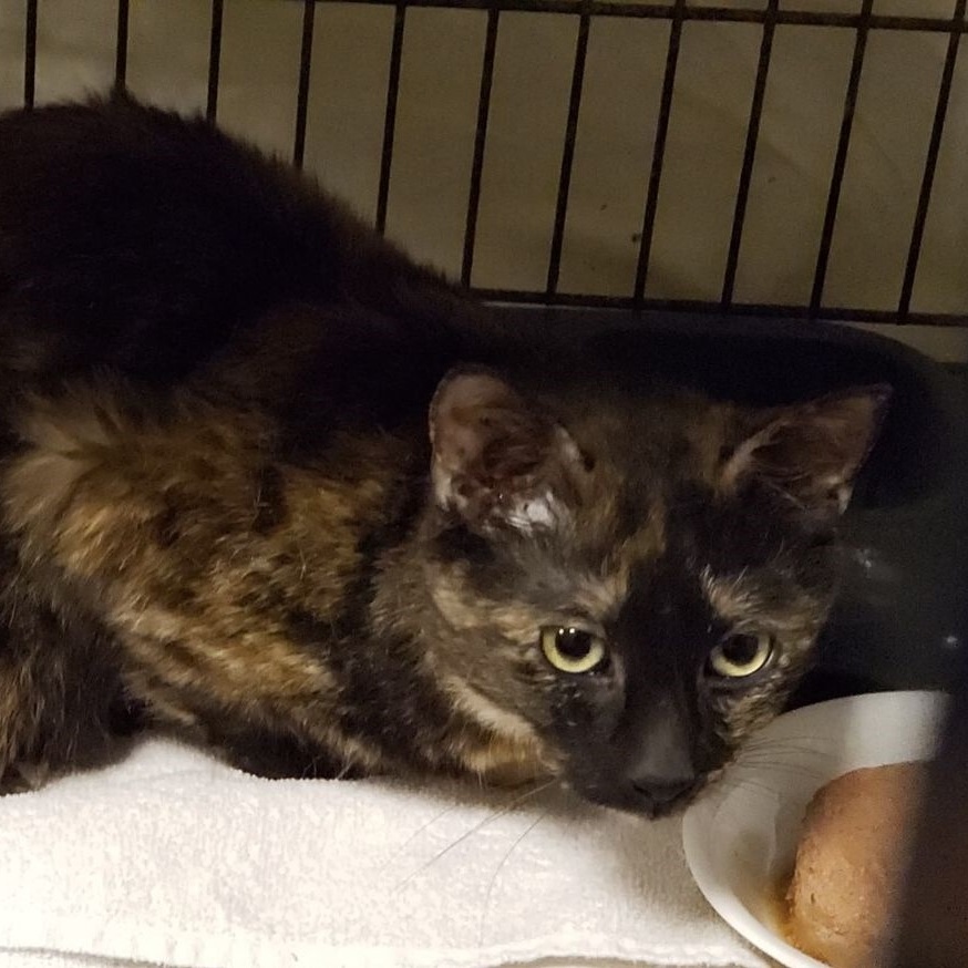 Enlarge Violet, a Adoptable mixed breed in Hawley, PA image 4/4