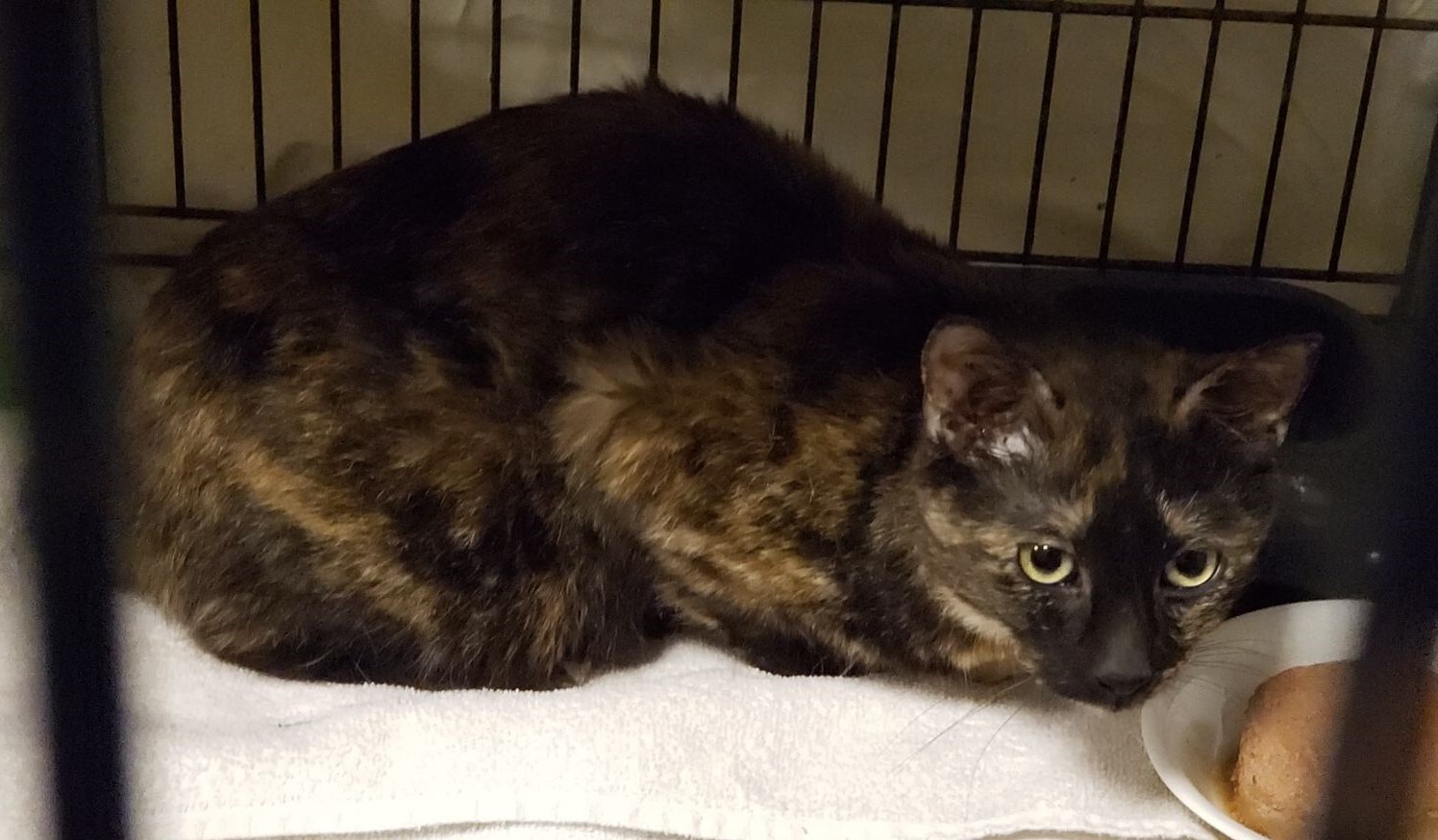 Enlarge Violet, a Adoptable mixed breed in Hawley, PA image 4/4