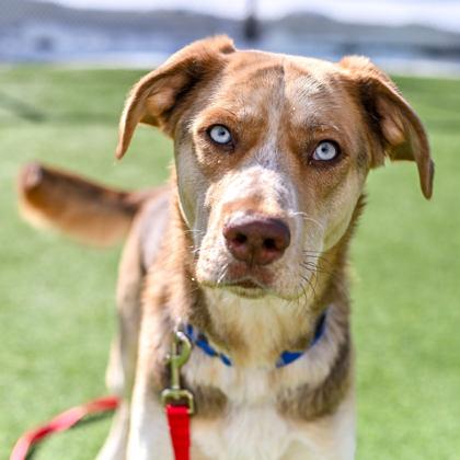 Skye-Blu, ADOPTABLE, Adult Female Mixed Breed.