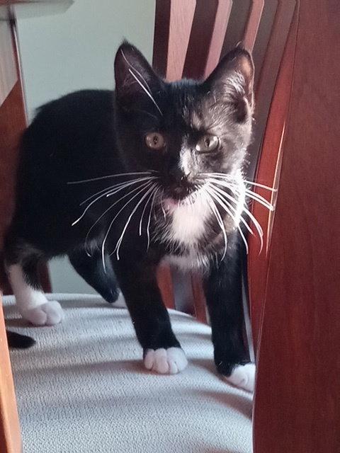 Miso, a Adopted Domestic Short Hair in Rochester, NY image 2/3