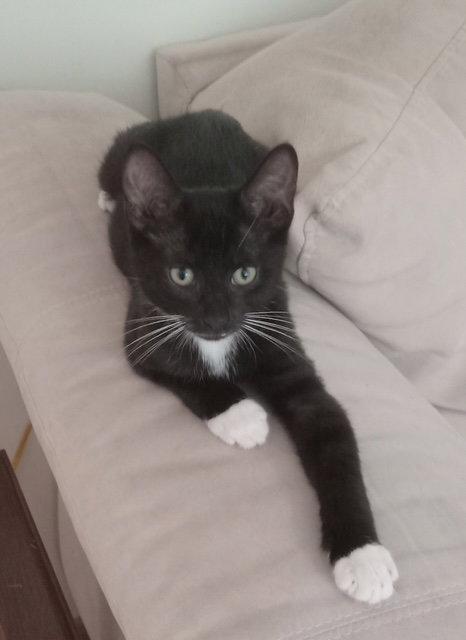 Miso, a Adopted Domestic Short Hair in Rochester, NY image 3/3