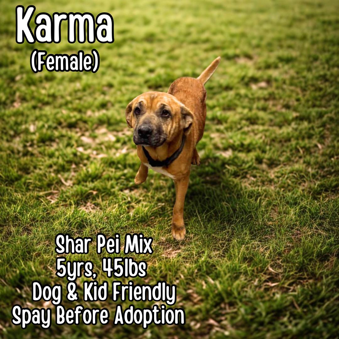 Karma, ADOPTABLE, Adult Female Shar-Pei.