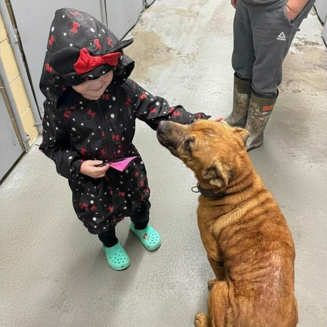 Enlarge Karma, a ADOPTABLE mixed breed in Lancaster, KY image 2/2