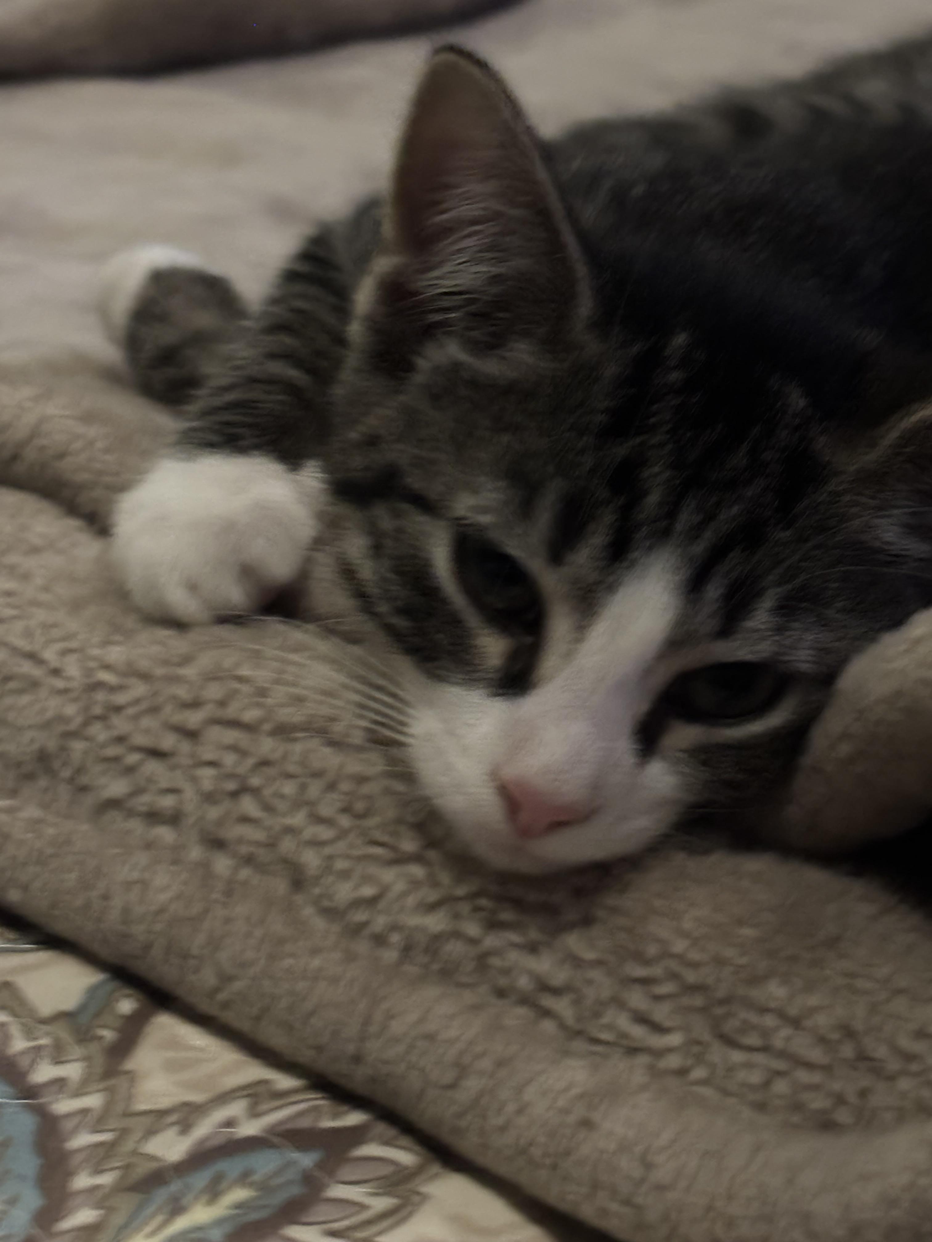 Prescott 2.7, a Adoptable Domestic Short Hair in Plainville, MA image 1/3