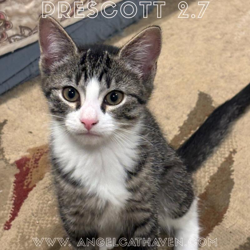 Prescott 2.7, a Adoptable Domestic Short Hair in Plainville, MA image 2/3