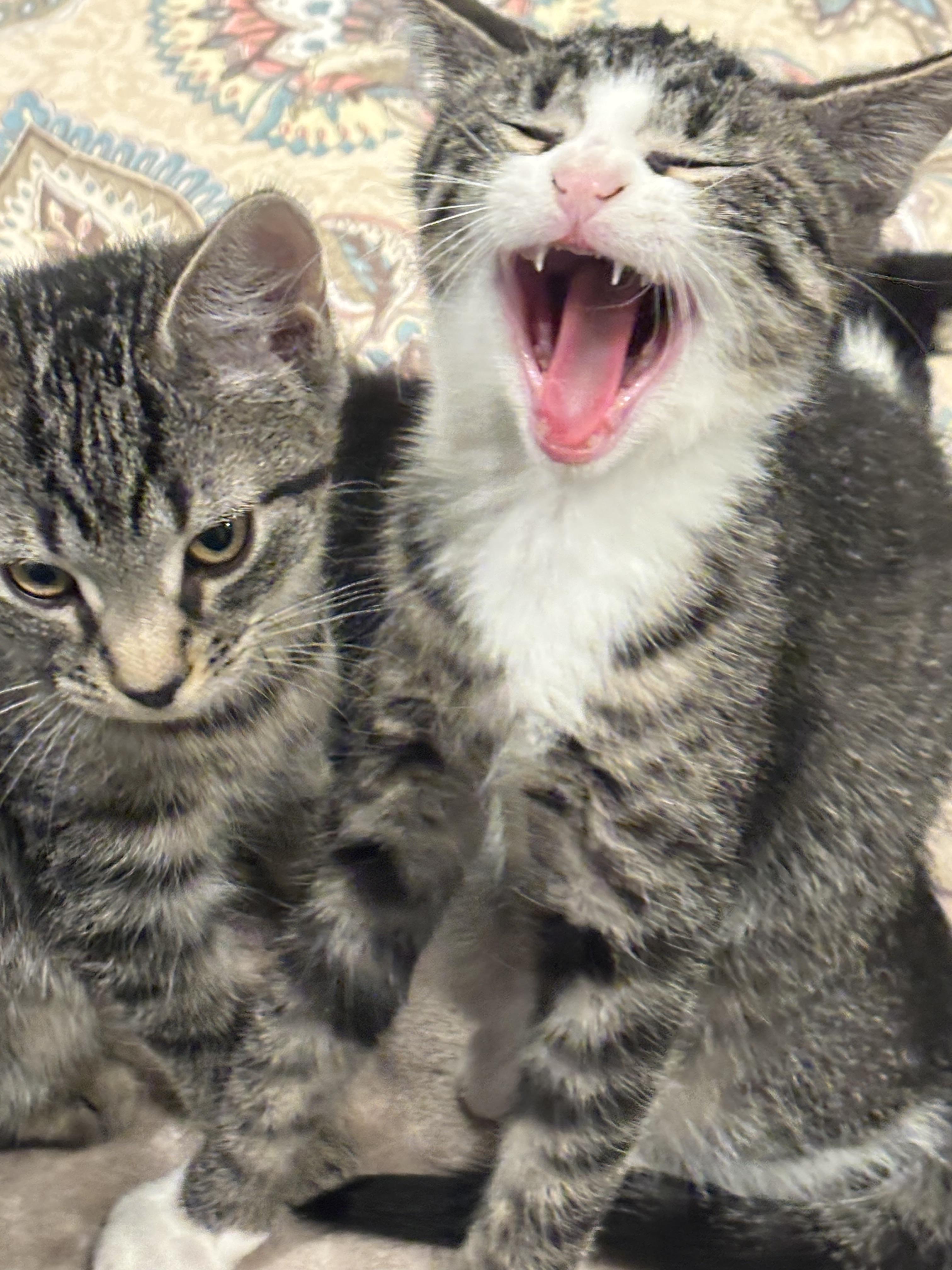 Prescott 2.7, a Adoptable Domestic Short Hair in Plainville, MA image 3/3