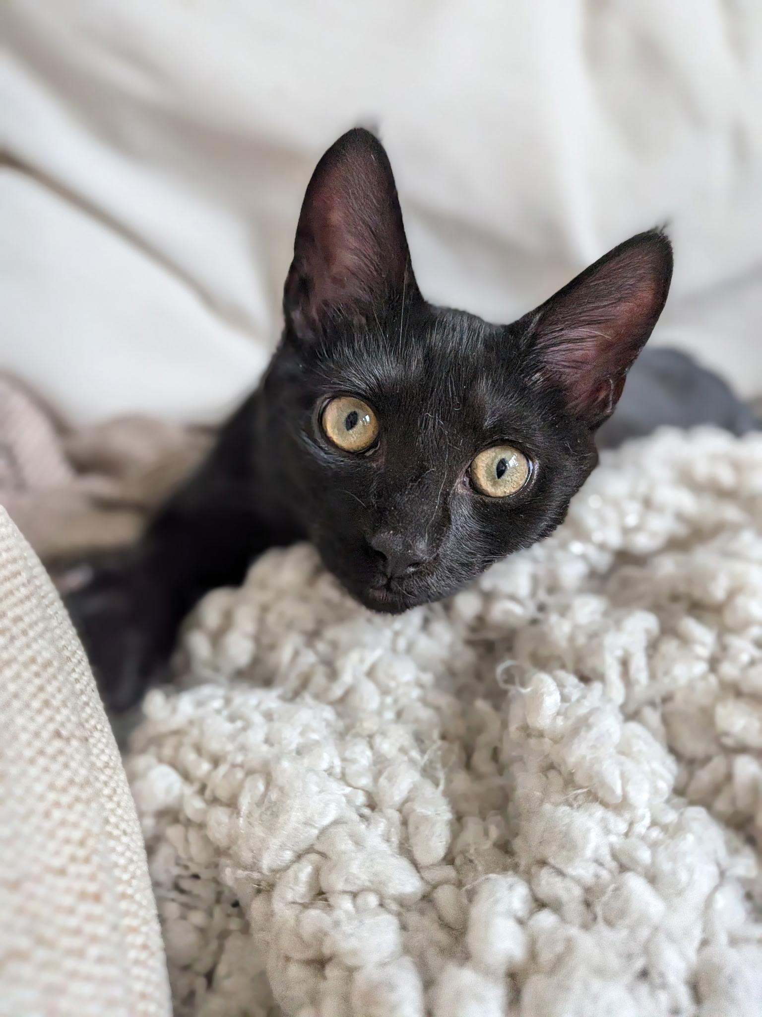 Batman and Scotty, Adoptable, Young Male Domestic Short Hair.