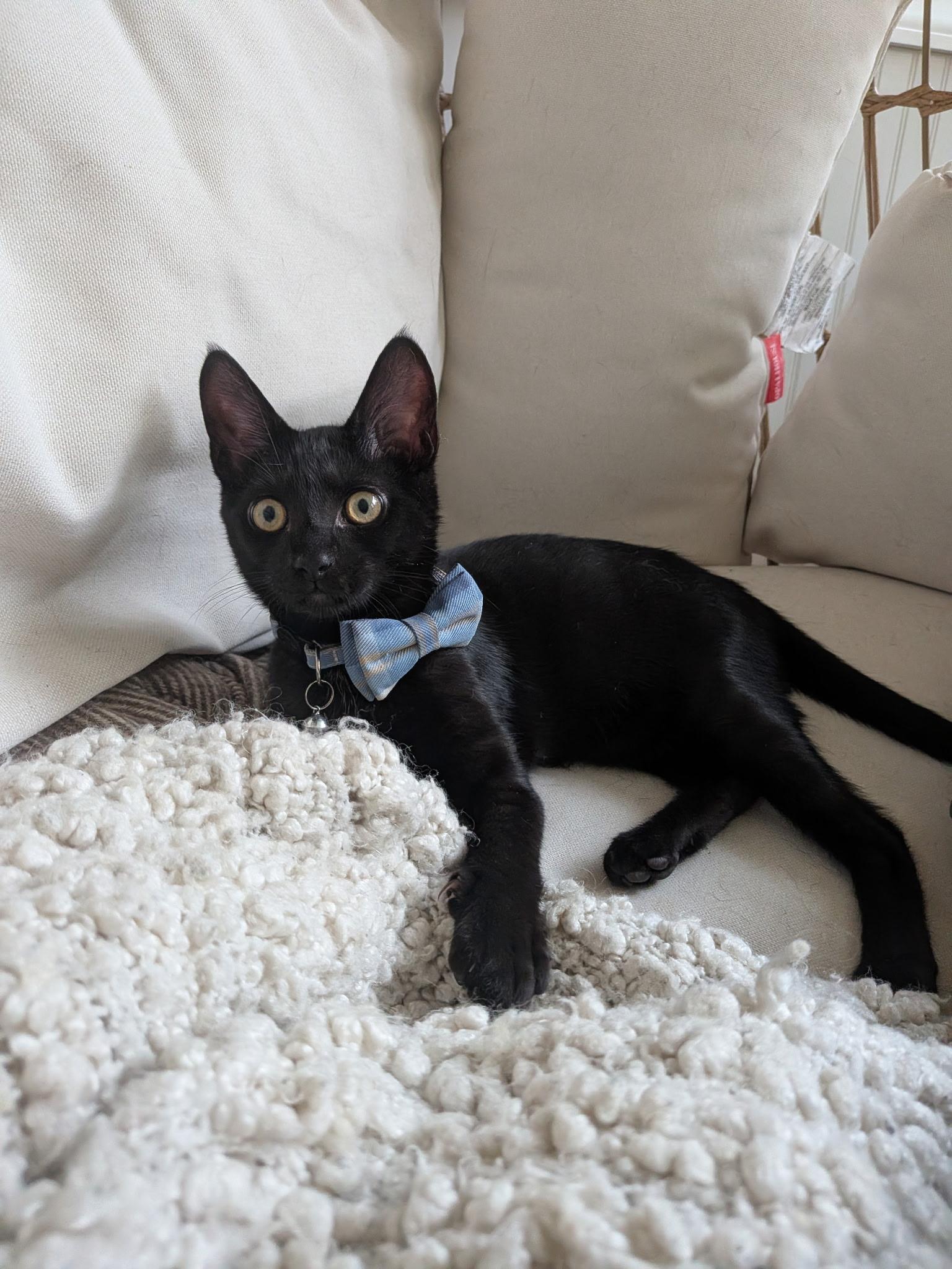 Enlarge Batman and Scotty, a Adoptable Domestic Short Hair in Bear, DE image 3/4