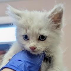 Snowy, adopted, Kitten Female Siamese.