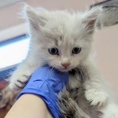 Enlarge Snowy, an adopted Siamese in Green Valley, AZ image 2/2