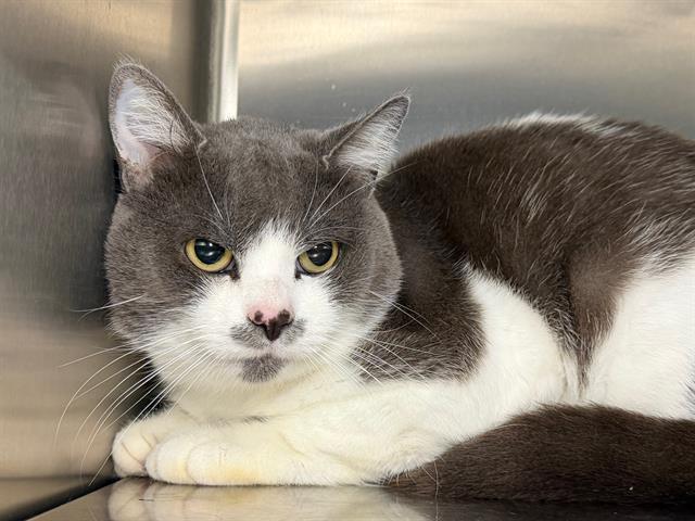 Enlarge BOGART, a Adoptable Domestic Short Hair in Santa Rosa, CA image 1/1