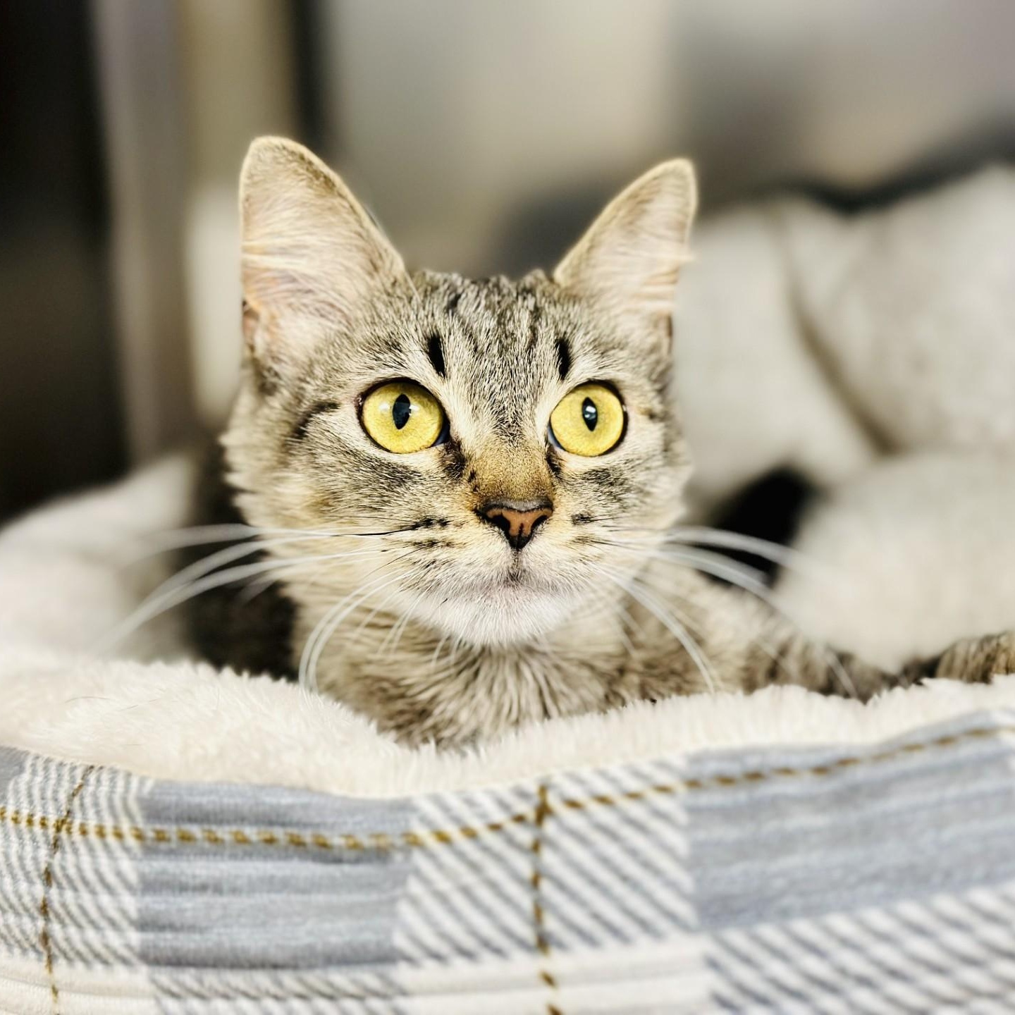 Valentine , adopted, Adult Female Domestic Medium Hair.