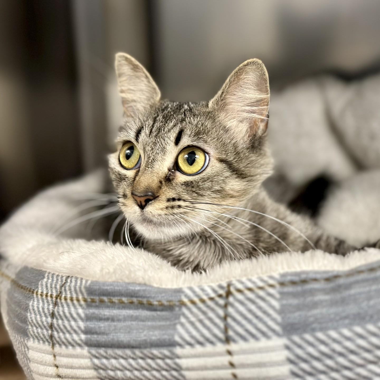 Enlarge Valentine , an adopted Domestic Medium Hair in Manahawkin, NJ image 2/2