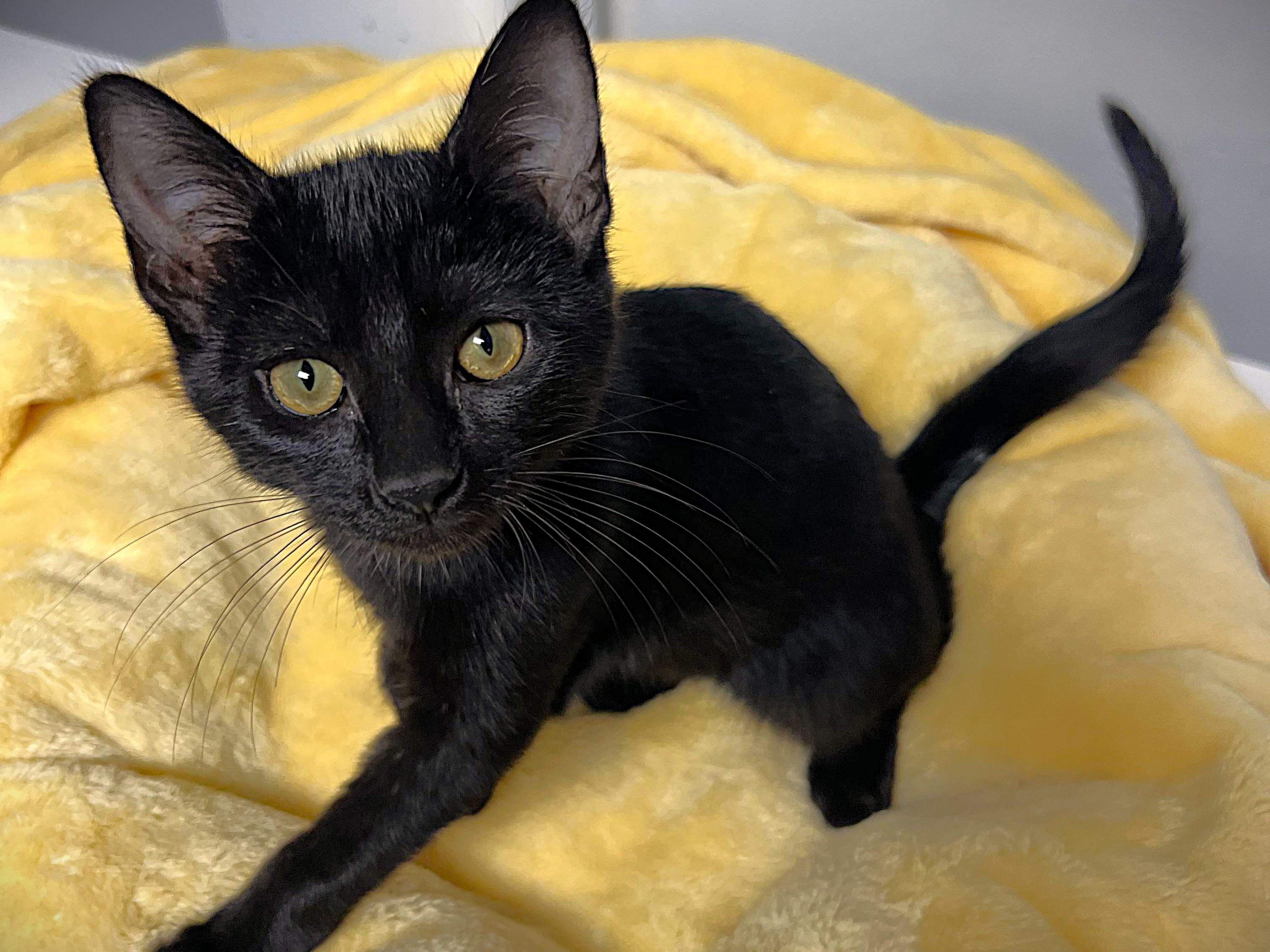 Blackjack, Adoptable, Young Male Domestic Short Hair.
