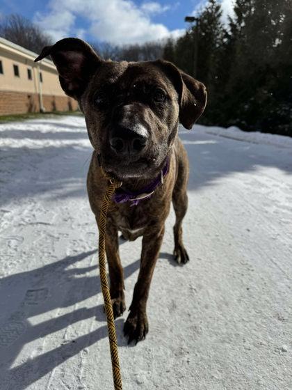 Stella, Adult Female Mixed Breed