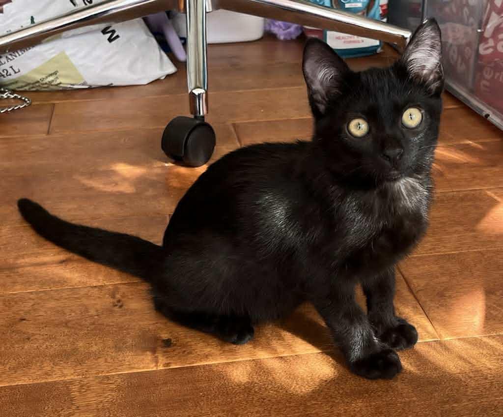 Salem, Adoptable, Kitten Female Domestic Short Hair.