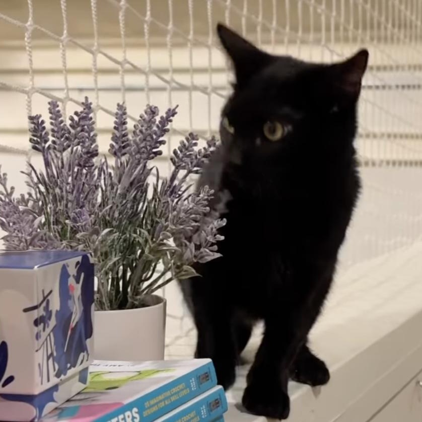 Jiji, a Adoptable mixed breed in Santa Clara, CA image 1/3