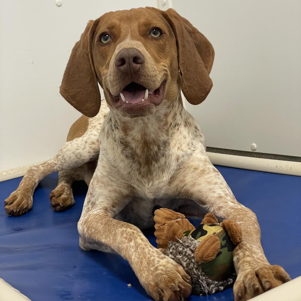Enlarge Carhartt, a Adoptable mixed breed in Rocky Mount, VA image 1/6