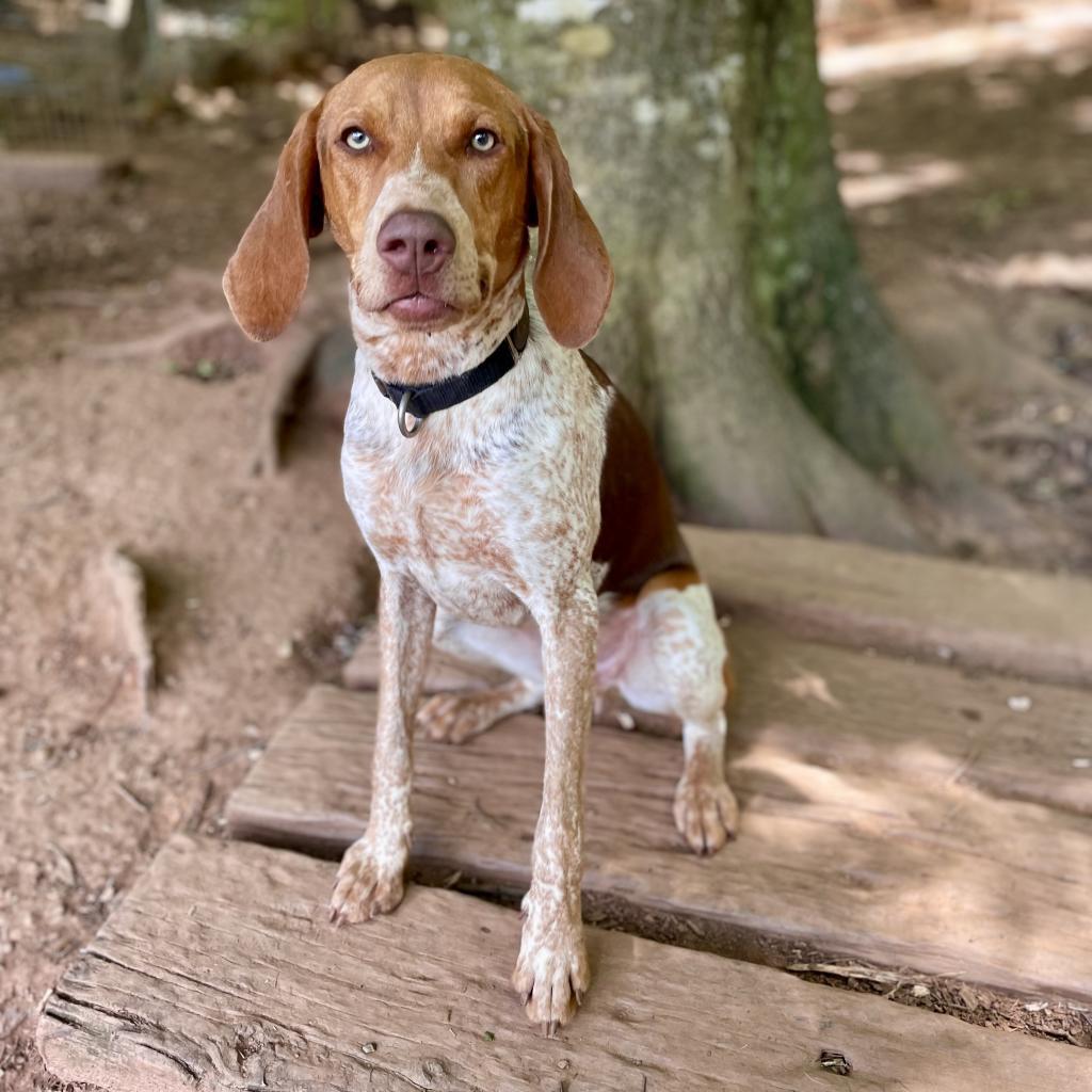 Enlarge Carhartt, a Adoptable mixed breed in Rocky Mount, VA image 2/6