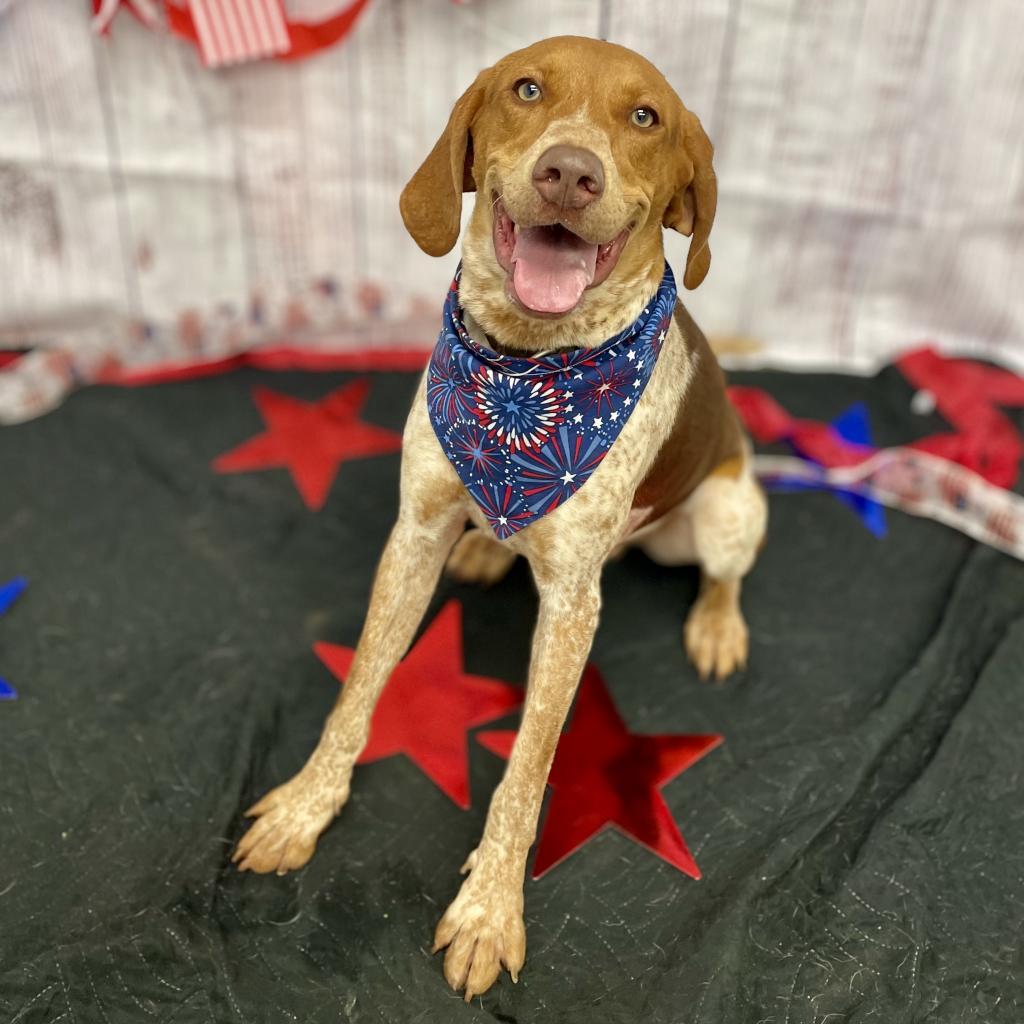 Enlarge Carhartt, a Adoptable mixed breed in Rocky Mount, VA image 3/6