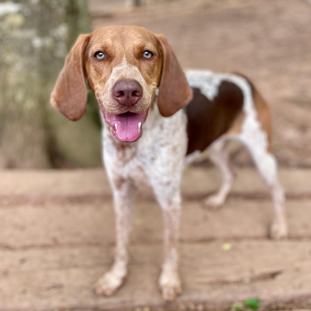 Enlarge Carhartt, a Adoptable mixed breed in Rocky Mount, VA image 4/6