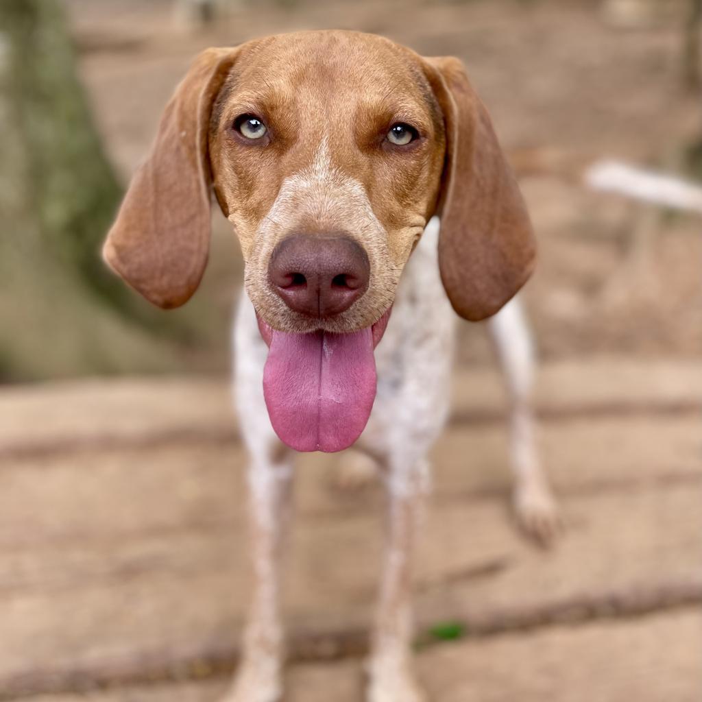 Enlarge Carhartt, a Adoptable mixed breed in Rocky Mount, VA image 5/6