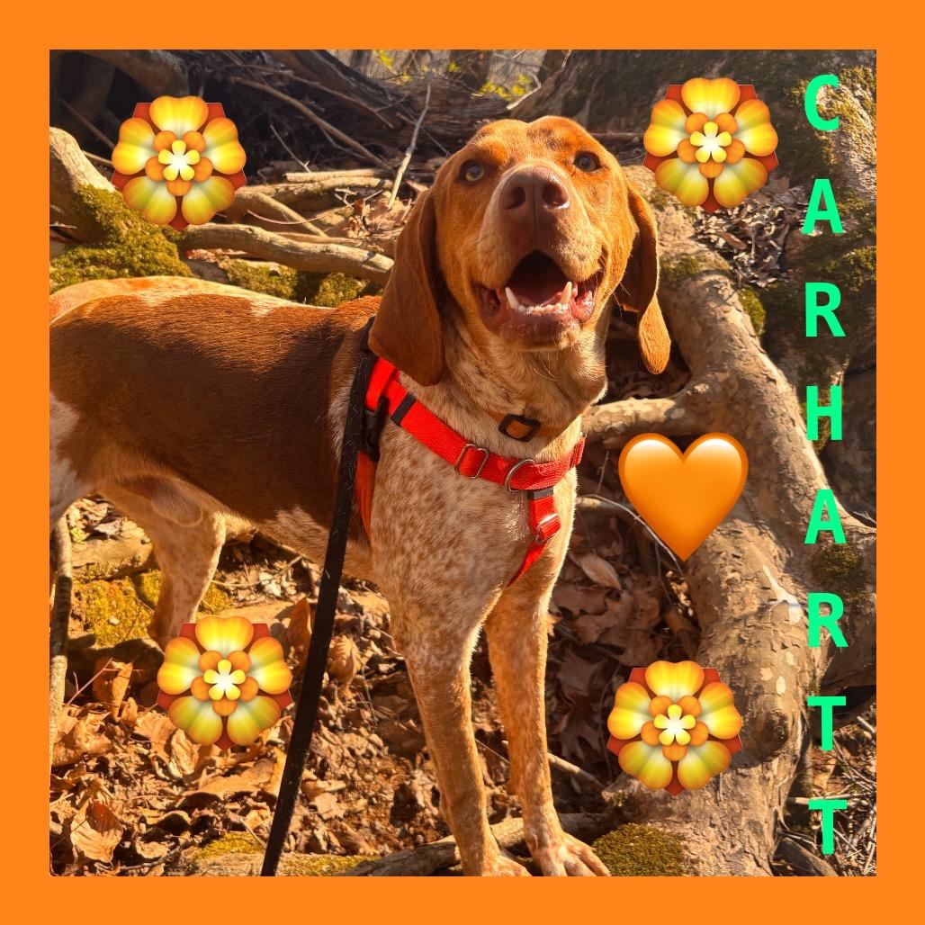 Enlarge Carhartt, a Adoptable mixed breed in Rocky Mount, VA image 6/6