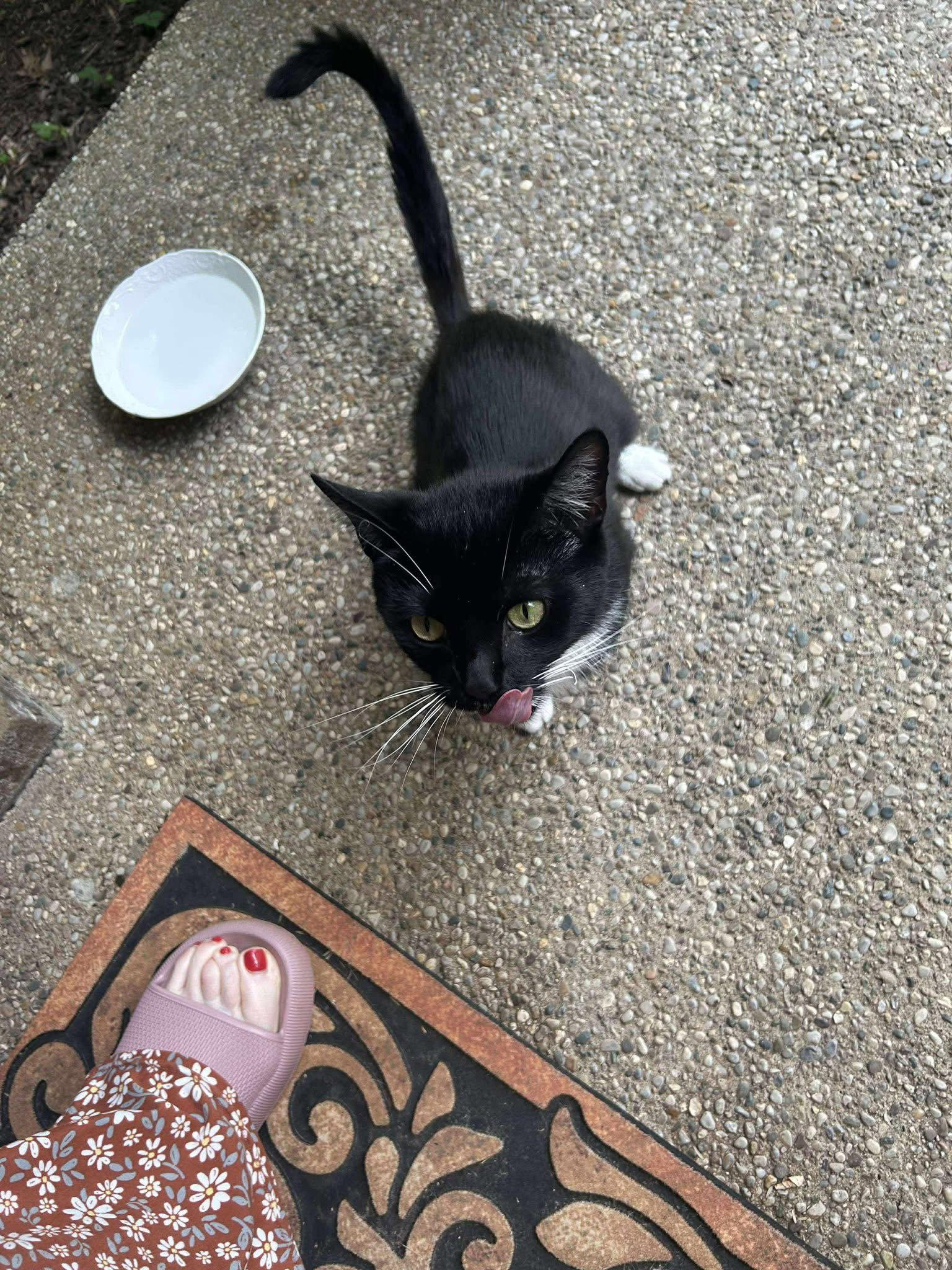 Dita, Adopted, Adult Female Tuxedo & Domestic Short Hair.