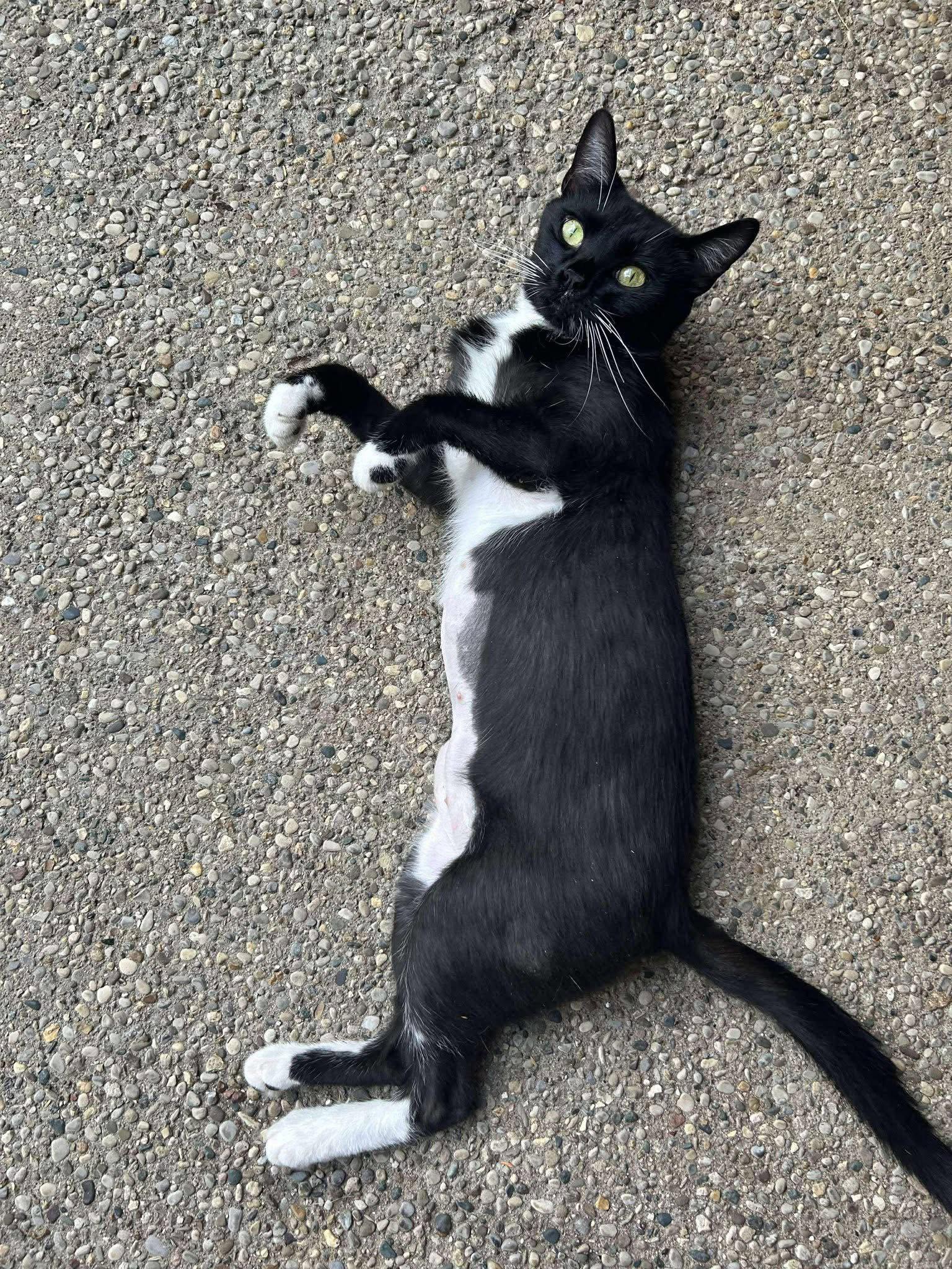 Enlarge Dita, a Adopted mixed breed in Georgetown, KY image 2/2